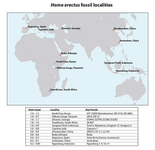 Homo erectus fossil locations