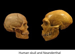 neanderthal human sm